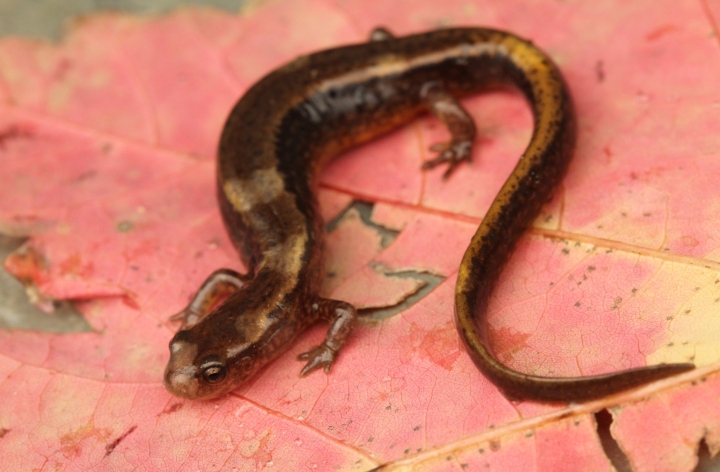 Two-lined Salamander